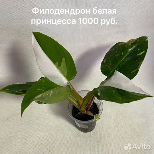 Филодендроны