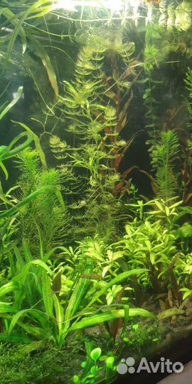 Аквариумные растения прополка