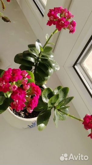 Отростки Каланхоэ