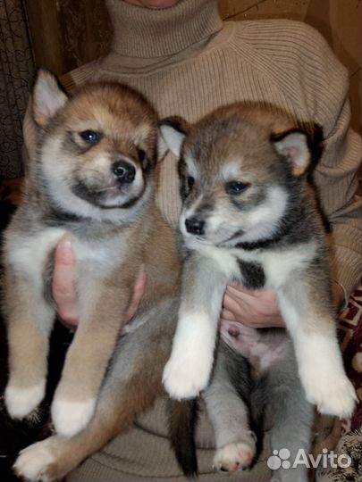 Эксклюзивная парода щенков