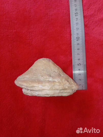 Окаменелость Губка-Коралл