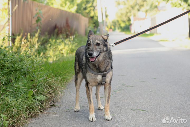 Бориска, 7 лет, 50 см