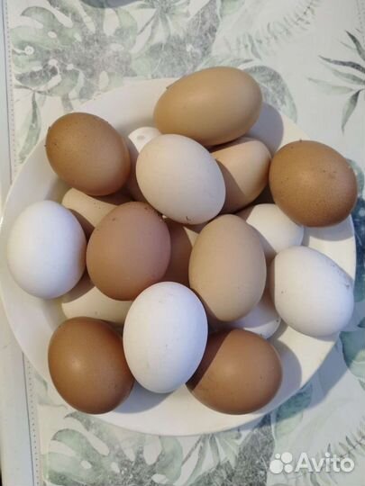 Домашние куриные яйца