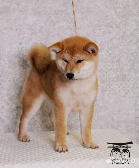 Девочка Сиба