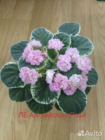 Фиалки,мини и стандарты