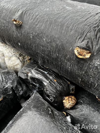 Удобрения для почвы. Мицелий грибной