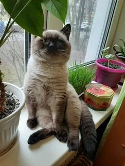 Тайский кот на вязку