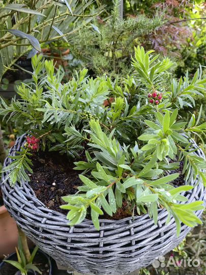 Каллистемон