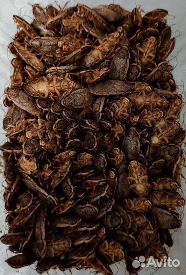 Тараканы, зофобас, мыши и др. Опт и розница