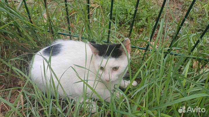 Котята в добрые руки бесплатно