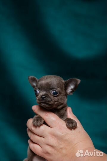 Голубоглазая супер мини девочка чихуа