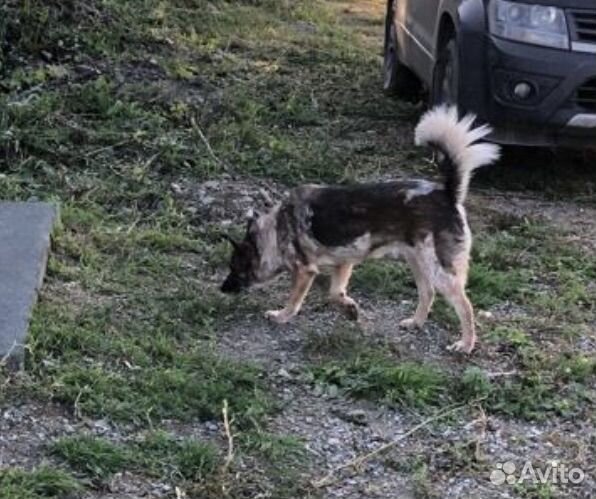 Собака в добрые руки