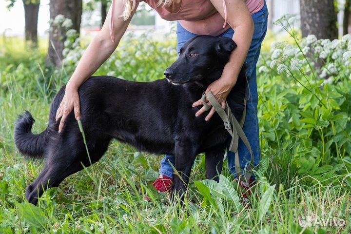 Отдам собаку