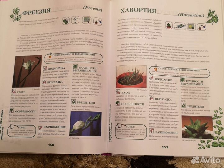 Книга комнатные растения