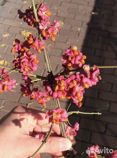 Саженец бересклета европейского Red Cascade