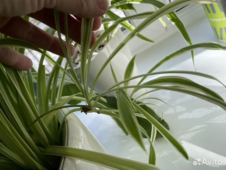 Хлорофитум хохлатый (отростки)