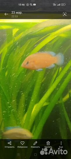 Хромис красавец