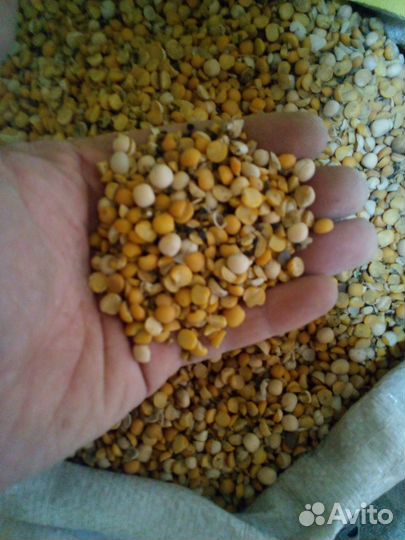 Гороховые продел,сечка,мучка,горох кормовой