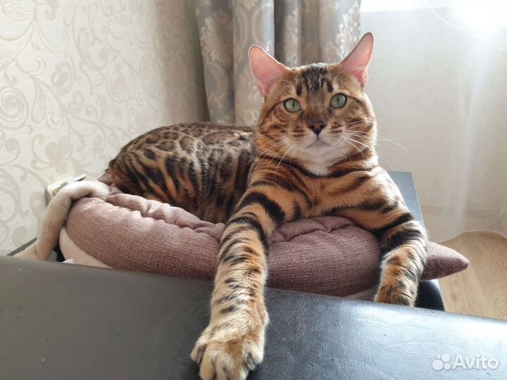 Бенгальский кот вязка