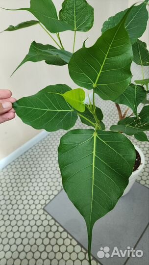 Фикус Религиоза (Священный)