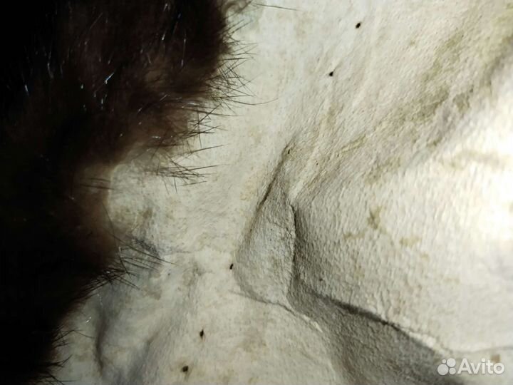 Шкурка норки