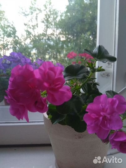 Пеларгония герань плющелистная