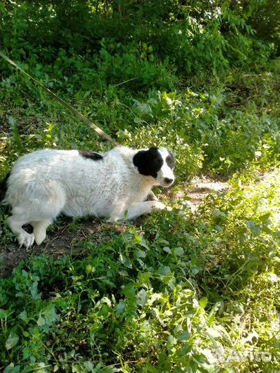 Собака стерилизованная