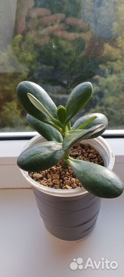 Крассула толстянка денежное