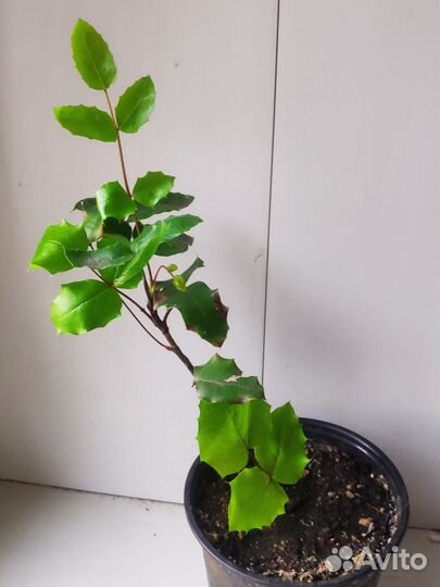 Магония падуболистная