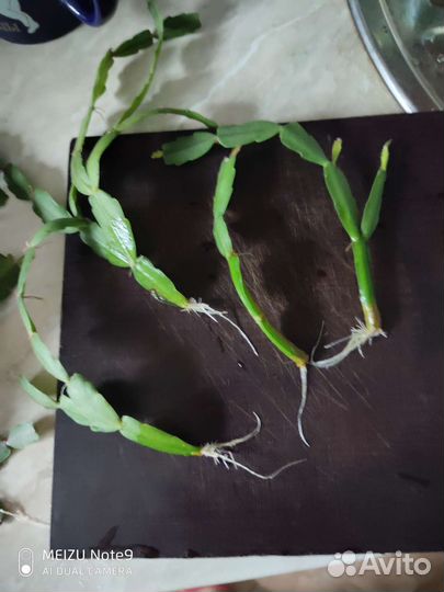 Цветок декабрист