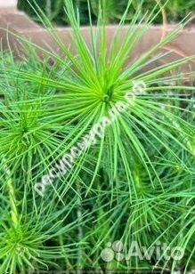 Посадочный материал зкс сеянцы сосна ель окс