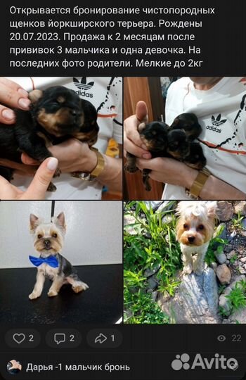 Собаки щенки маленькой породы