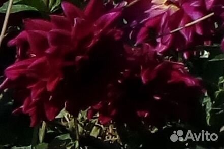 Георгины клубни