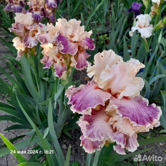 Ирис бородатый