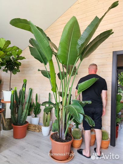 Стрелиция Августа огромная большая/Крупномер