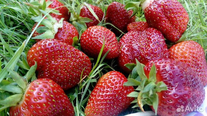 Рассада элитной клубники. Усы