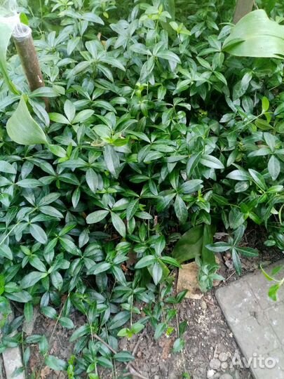 Живучка ползучая (аюга) / барвинок/ хоста