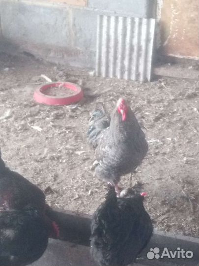 Молодые петушки