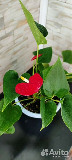 Комнатные растения цветы