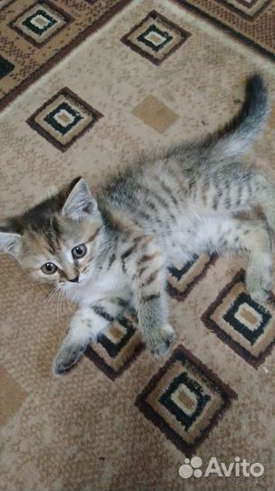 Кошка в дар в добрые руки