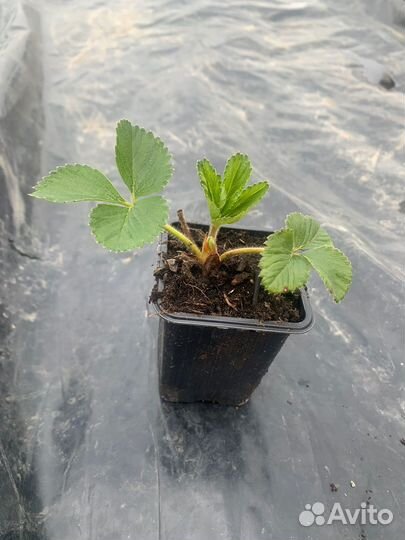 Рассада клубники