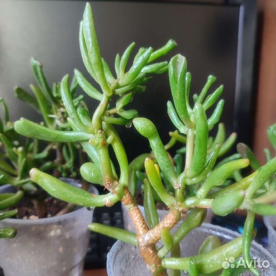 Крассула хоббит