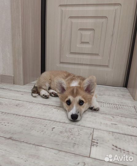 Щенки вельш-корги пемброк