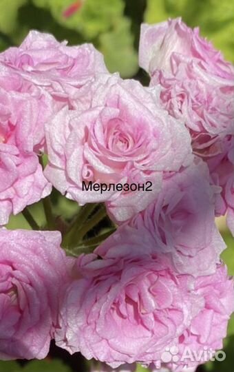 Пеларгонии