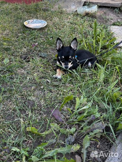 Собака русский той