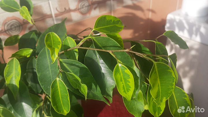 Фикус бенджамина