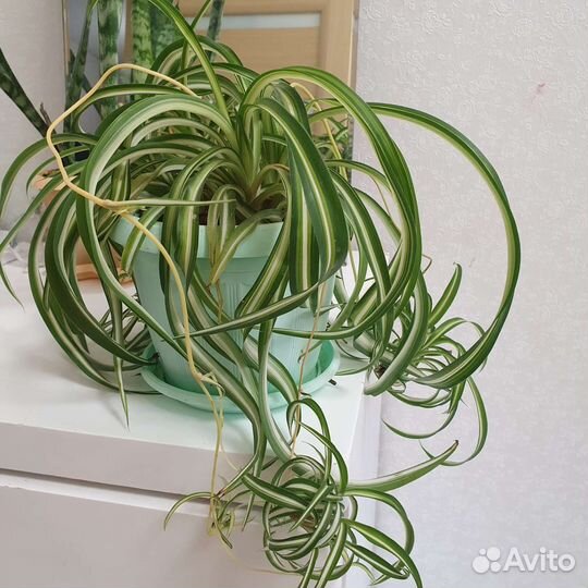 Хлорофитум кудрявый