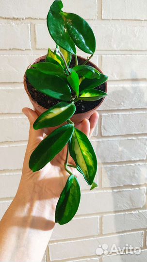 Хойя, разные сорта