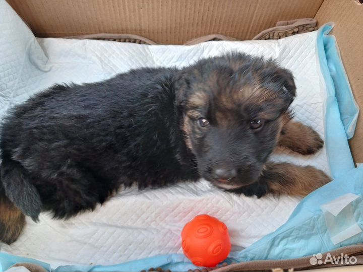 Немецкая овчарка длинношерстная