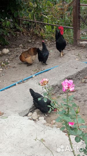 Декоративные птицы